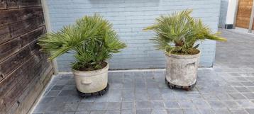 Winterharde palm in oude stenen pot (2 stuks)