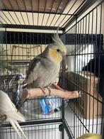 Couple calopsitte, Animaux & Accessoires, Enlèvement