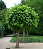 Bol catalpa MOET DRINGEND WEG, Tuin en Terras, Ophalen