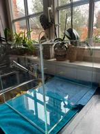 Aquarium, Dieren en Toebehoren