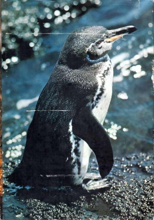 Zoo-Galapagos - Artis, Livres, Livres d'images & Albums d'images, Utilisé, Livre d'images, Enlèvement ou Envoi