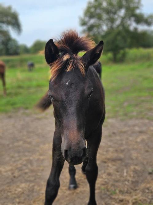 Top merrieveulen zoekt huisje, Animaux & Accessoires, Chevaux