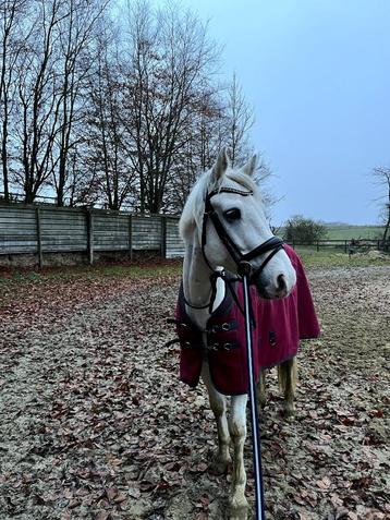 Verzorger(ster) gezocht voor D pony, Hongre