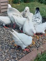 Kingduiven. King duif, Dieren en Toebehoren, Vogels | Duiven