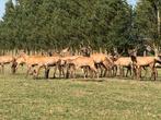 Aankoop herten, Dieren en Toebehoren, Meerdere dieren