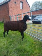 Raszuivere Zwartbles ooien/rammen, Dieren en Toebehoren, Meerdere dieren