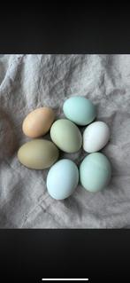 Araucana poules pondeuses  15€, Vrouwelijk, Kip