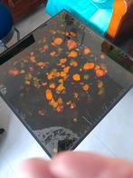 Table salon demontable  70x 70 sur 40 haut, Enlèvement, Utilisé, Verre