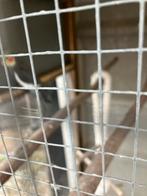 Valkparkiet, Dieren en Toebehoren, Mannelijk, Parkiet