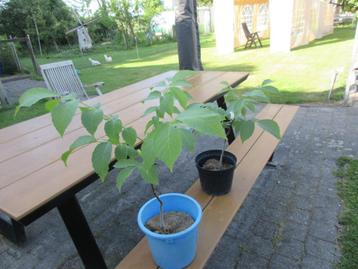 notenboom in pot