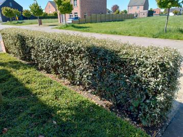 Olijfwilg elaeagnus ebbingei haagplanten beschikbaar voor biedingen