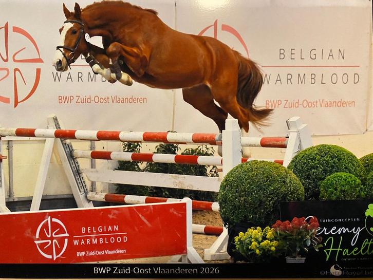 3 jarige tangelo Ruin, Animaux & Accessoires, Chevaux, Hongre, Ne s'applique pas, 165 à 170 cm, 3 à 6 ans, Cheval de saut, Avec pedigree