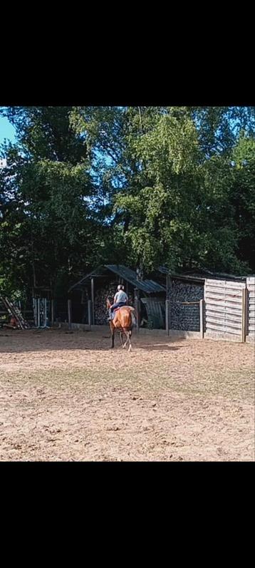 New Forest ruin beschikbaar voor biedingen