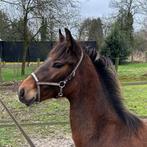 Jaarling hengst, Dieren en Toebehoren, Hengst