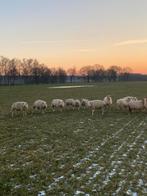 Bokken/ rammen gezocht, Dieren en Toebehoren, Schapen, Geiten en Varkens