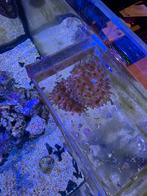 Anemoon, Dieren en Toebehoren, Ophalen, Nieuw