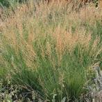 Molinia arundinacea moorflamme, Ophalen, Winter, Halfschaduw
