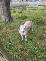 Ram, Dieren en Toebehoren, Overige Dieren, Mannelijk