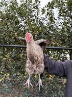 Haan, Dieren en Toebehoren