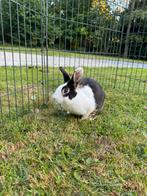 Konijn met kooi en pen, Dieren en Toebehoren, Ophalen