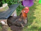 Poule Marans, Animaux & Accessoires