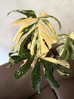 Monstera thai constellation (high var) kopstek, Huis en Inrichting, Kamerplanten, 100 tot 150 cm, Overige soorten, Groene kamerplant