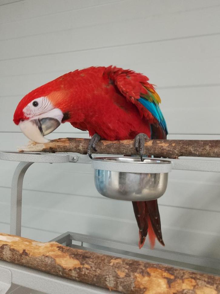 Tamme baby Ruby Ara met DNA en getest op alle ziektes, Dieren en Toebehoren, Vogels | Parkieten en Papegaaien, Papegaai, Meerdere dieren