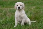 Golden Retriever pup te koop (teefje), Golden retriever, België, CDV (hondenziekte), 8 tot 15 weken