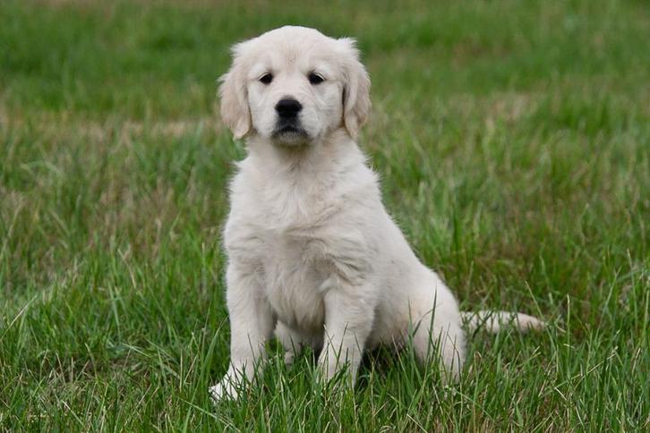 Golden Retriever pup te koop (teefje), Dieren en Toebehoren, Honden | Retrievers, Spaniëls en Waterhonden, Teef, Golden retriever