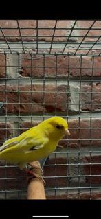 Vogels, Ophalen of Verzenden