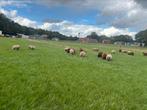25 schapen, Dieren en Toebehoren