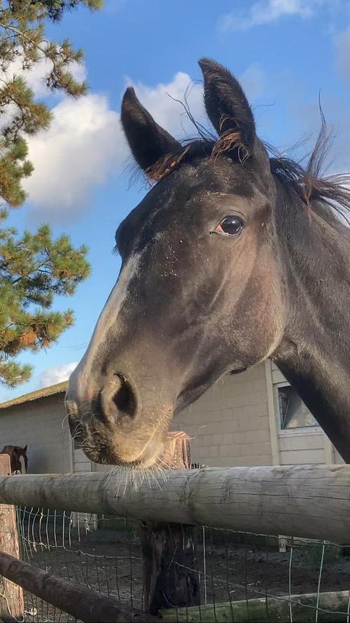 Knappe bonte Zangersheide merrie, Dieren en Toebehoren, Paarden, Merrie, Niet van toepassing, 160 tot 165 cm, 0 tot 2 jaar, Springpaard