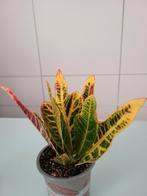 Croton (codiaeum Variegatum)