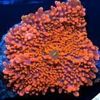 Ricordea yuma, Dieren en Toebehoren, Ophalen, Zo goed als nieuw, Plant(en), Steen of Hout