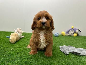 Cavapoo pups beschikbaar voor biedingen