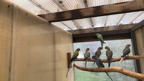 Halsbandparkieten, Dieren en Toebehoren, Vogels | Parkieten en Papegaaien, Parkiet, Meerdere dieren, Geringd