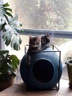 Meyou Paris Le Cube kattenmand, Ophalen, Gebruikt