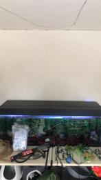 Grote aquarium 500L compleet pomp Tetra1200, Dieren en Toebehoren, Ophalen, Gebruikt, Gevuld zoetwateraquarium