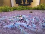 Blue Jelly garnalen, Dieren en Toebehoren, Vissen | Aquariumvissen, Kreeft, Krab of Garnaal, Zoetwatervis