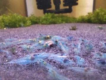 Blue Jelly garnalen beschikbaar voor biedingen