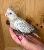 Jonge valkparkieten EAM, Dieren en Toebehoren, Vogels | Parkieten en Papegaaien, Meerdere dieren, Parkiet, Tam