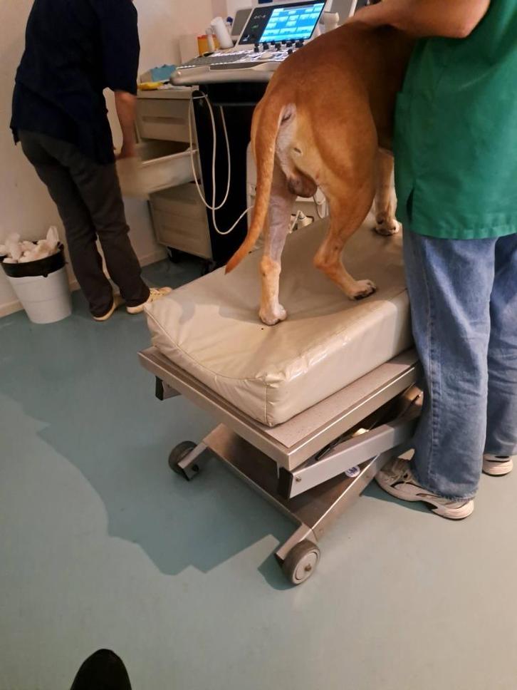 Aide, Dieren en Toebehoren, Hondenbenches, Ophalen