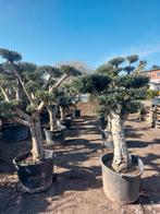 Top Actie Olijfbomen 375€, Tuin en Terras, Ophalen of Verzenden