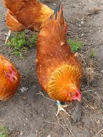broedeieren new hampshire, Dieren en Toebehoren