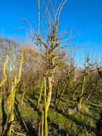 Hoogstam perenbomen conference doyenne du comice fruitboom, Tuin en Terras, Planten | Fruitbomen, Ophalen