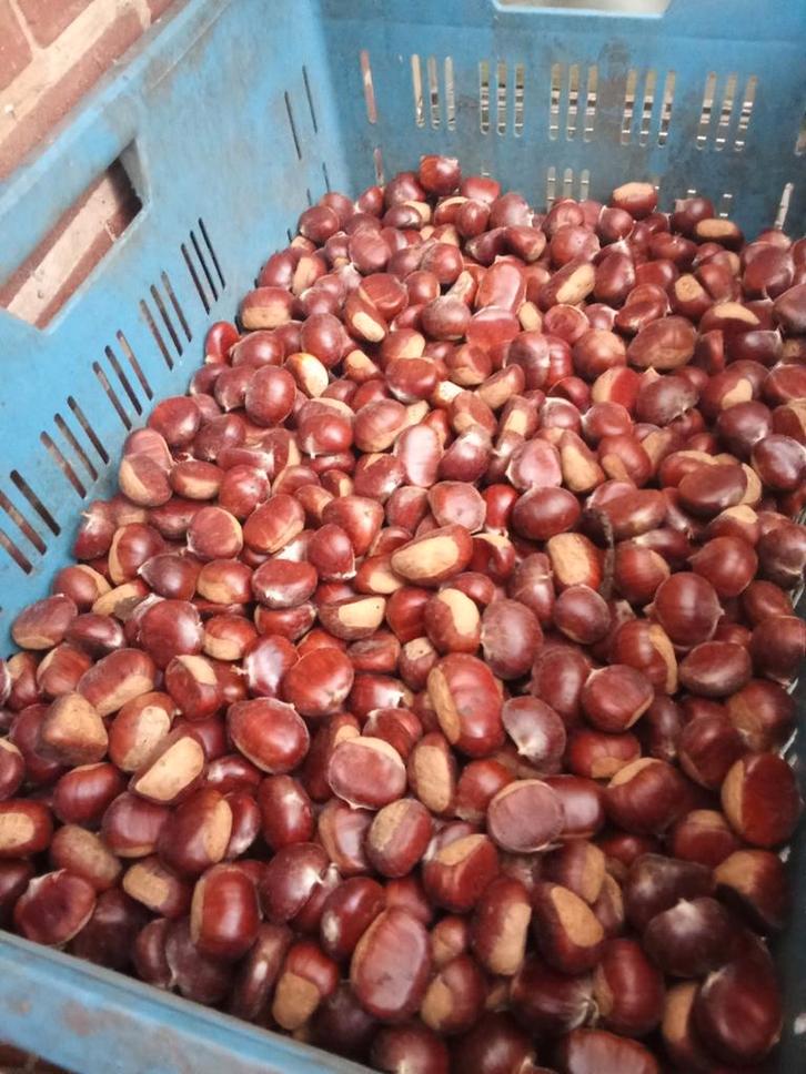 Grosses Châtaignes Fraîches 4€/kg, Diversen, Levensmiddelen, Ophalen