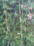 Bamboe, Tuin en Terras, Planten | Tuinplanten, Ophalen