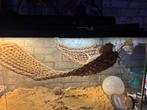 Baardagame, Dieren en Toebehoren, Reptielen en Amfibieën, Overige soorten, Met terrarium, 3 tot 6 jaar