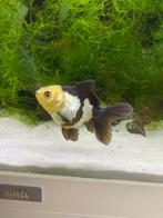 Voiles de chine , panda, oranda, tête de Lion, Enlèvement