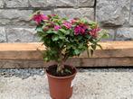 Bougainvillea op stam, Tuin en Terras, Planten | Tuinplanten, Ophalen